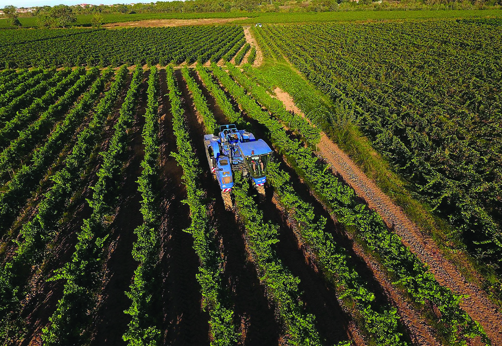 LE BAL DES VENDANGES 2024 A DEBUTÉ À LA CAVE COOPÉRATIVE